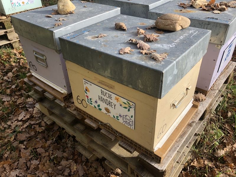 La ruche Handrey