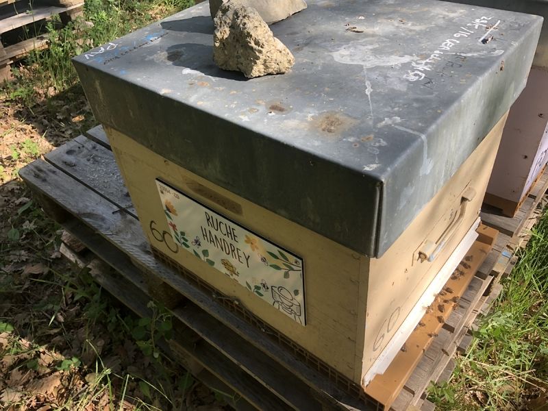 La ruche Handrey
