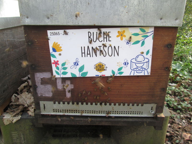 La ruche Hantson