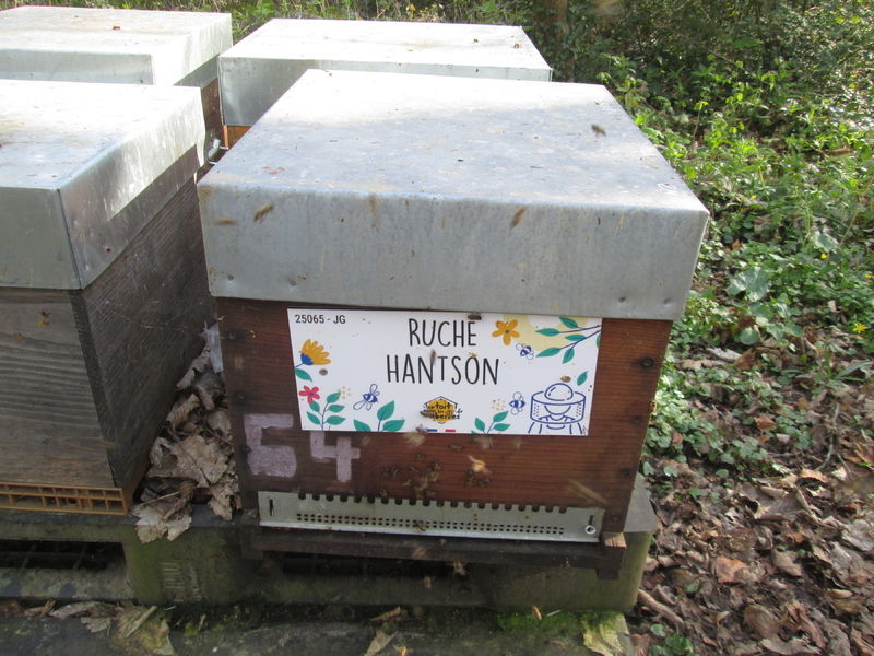 La ruche Hantson