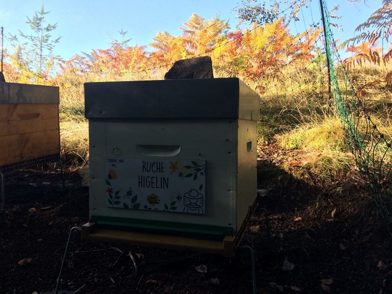 La ruche Higelin