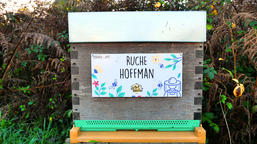 La ruche Hoffman