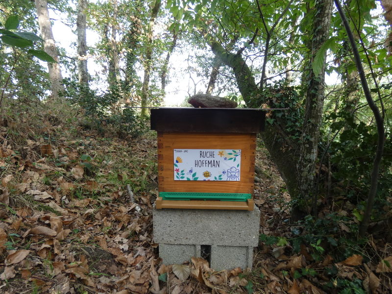 La ruche Hoffman