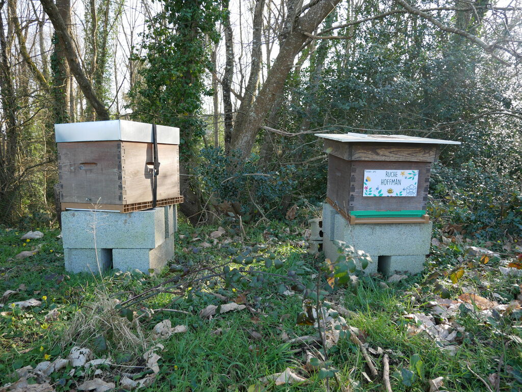 La ruche Hoffman