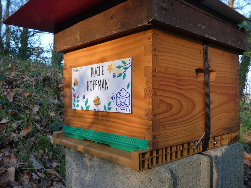 La ruche Hoffman