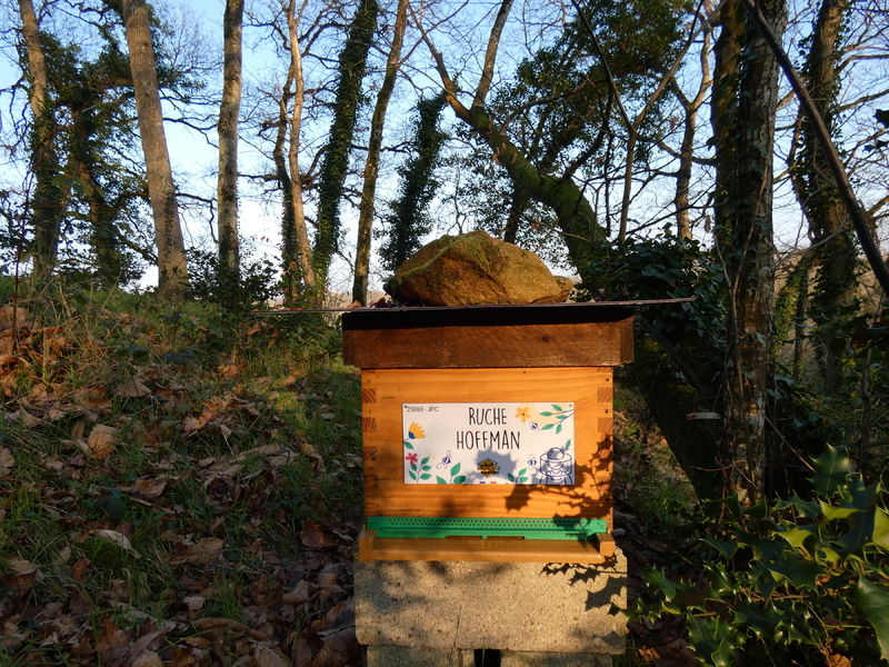 La ruche Hoffman