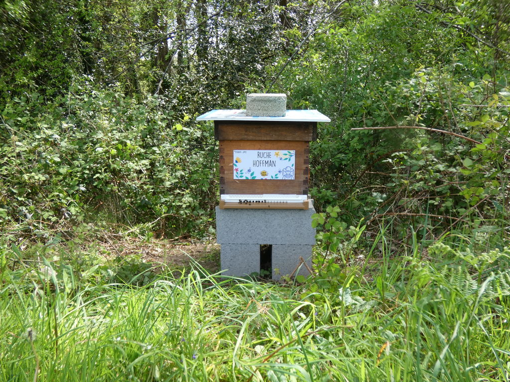 La ruche Hoffman