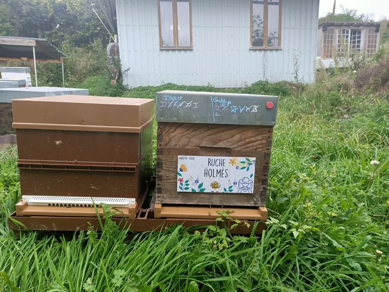 La ruche Holmès