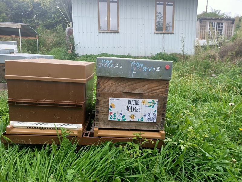 La ruche Holmès