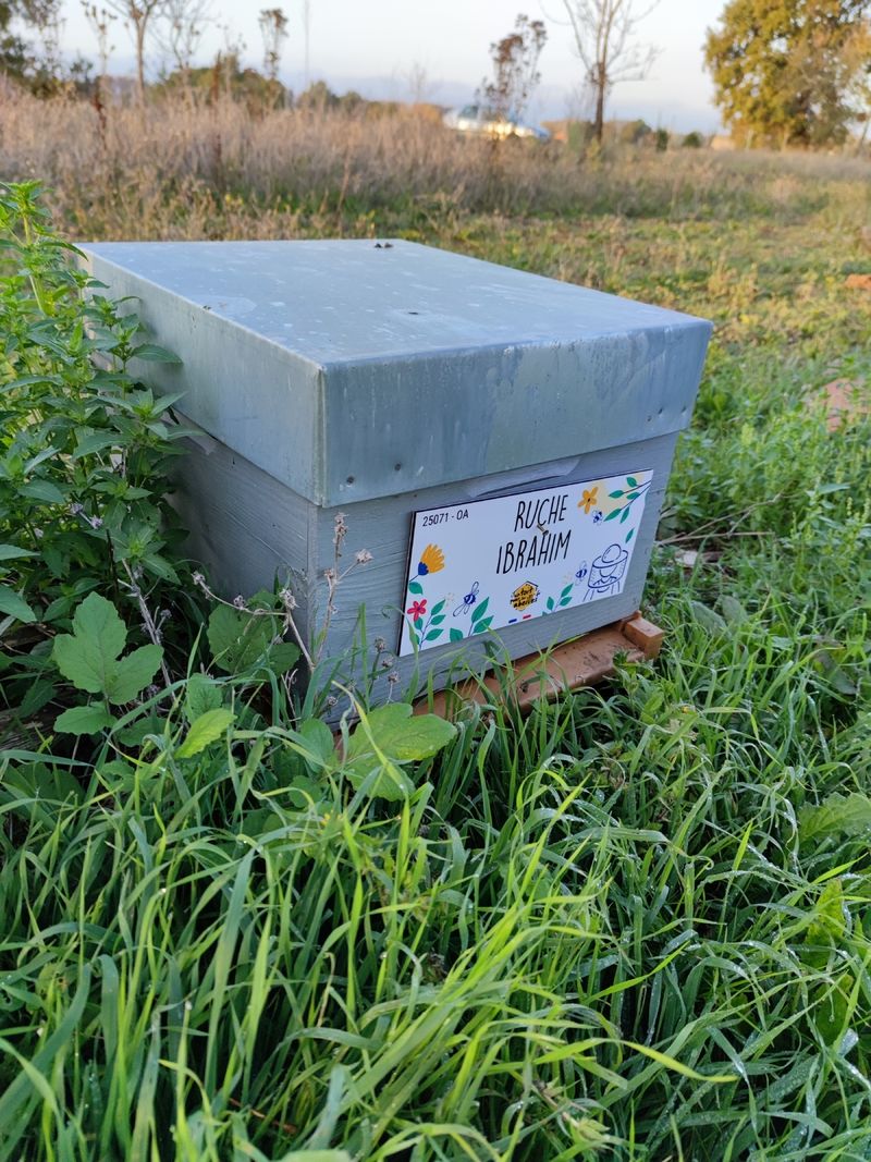 La ruche Ibrahim
