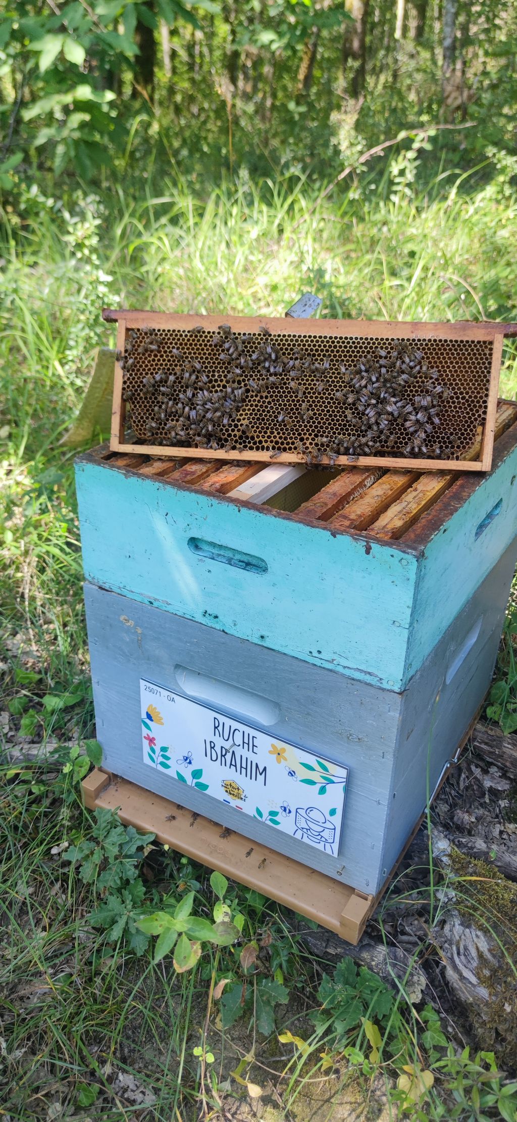 La ruche Ibrahim