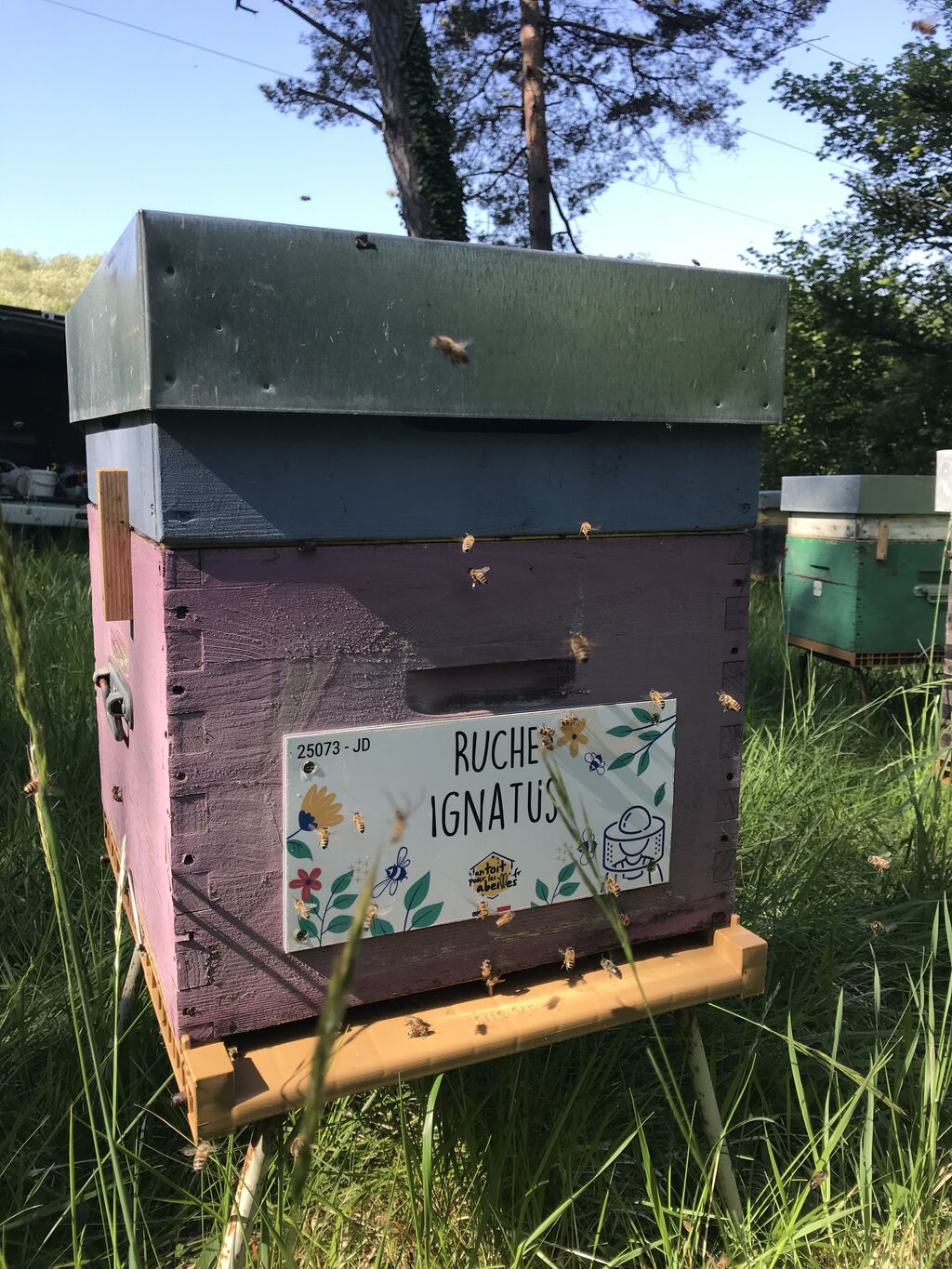 La ruche Ignatus