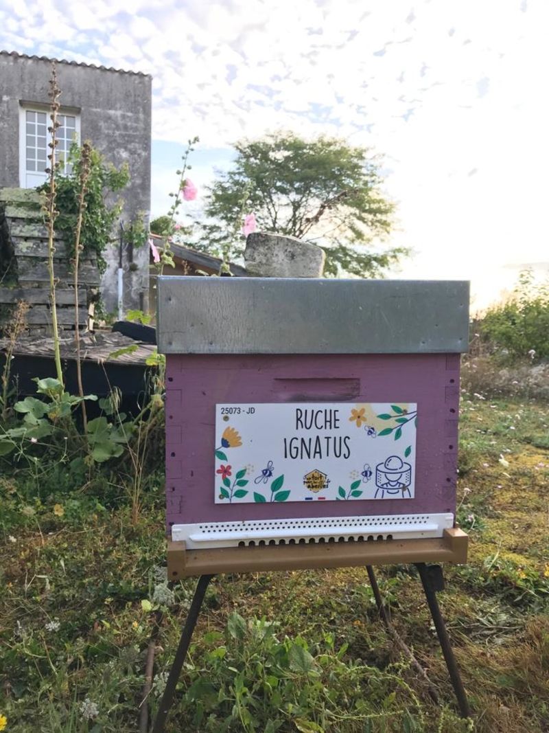 La ruche Ignatus