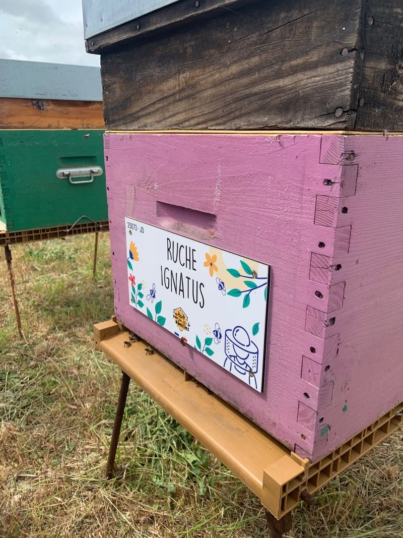 La ruche Ignatus