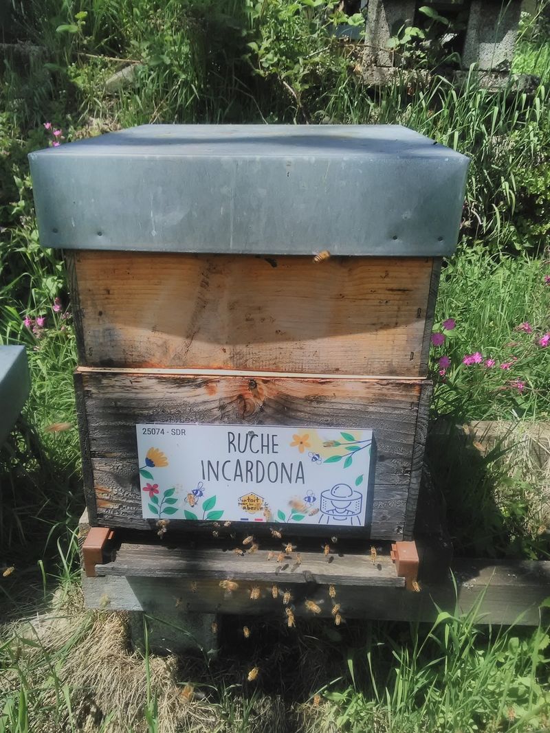 La ruche Incardona