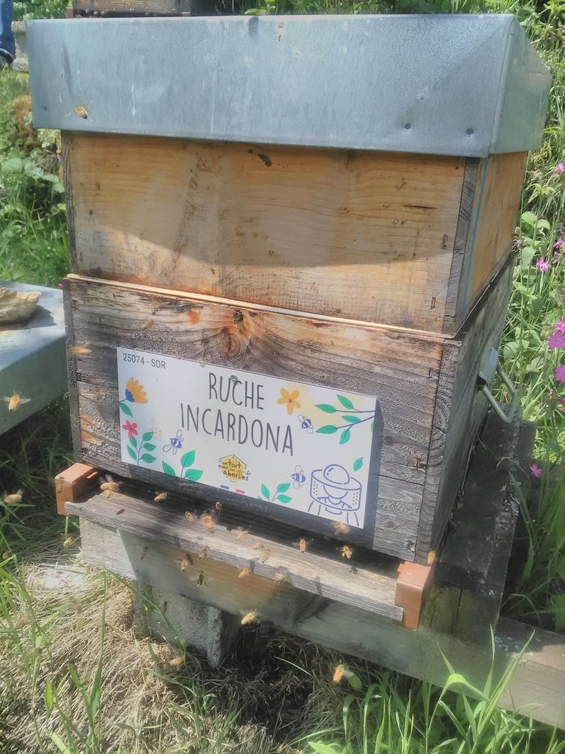La ruche Incardona
