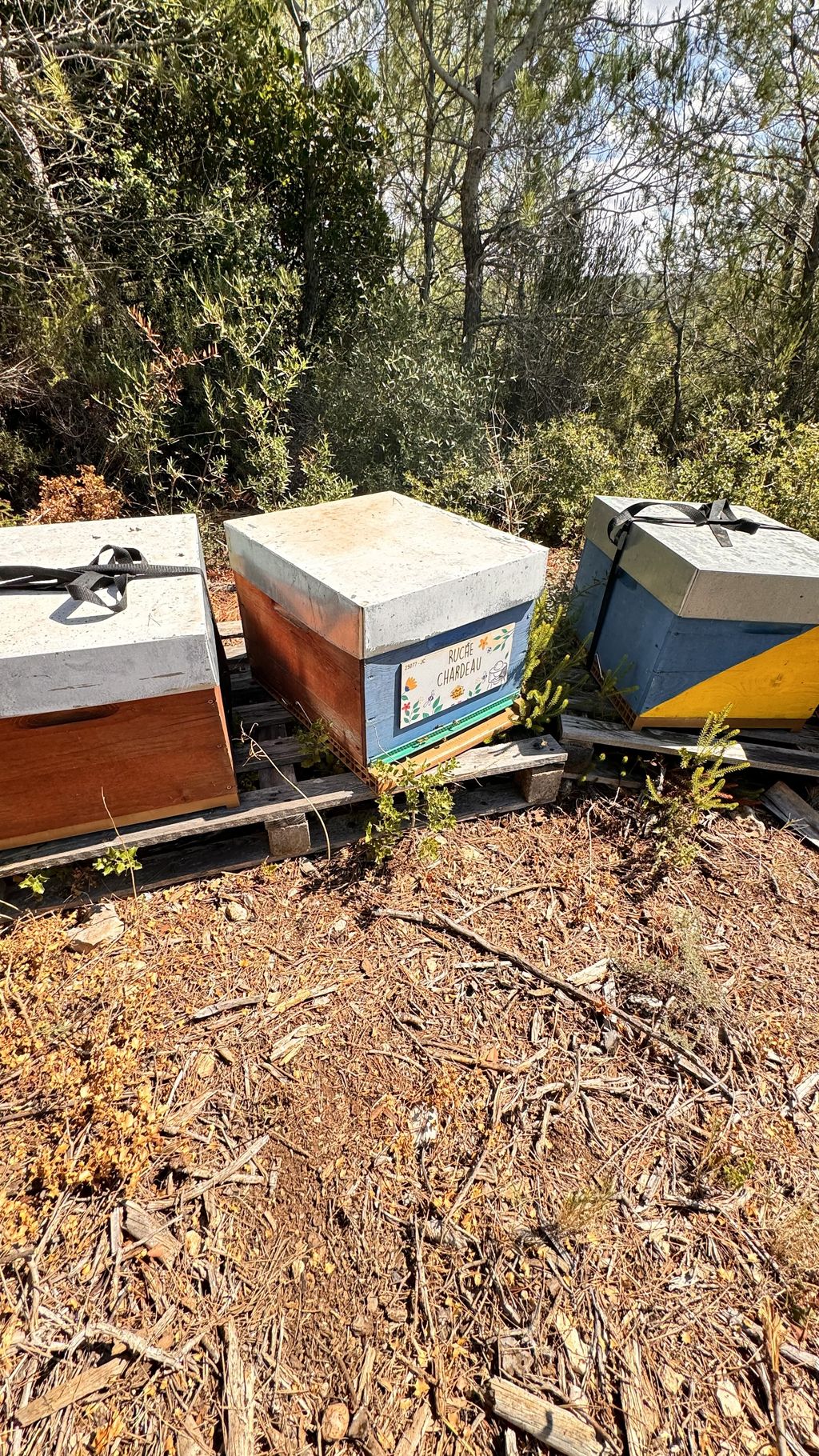 La ruche Chardeau