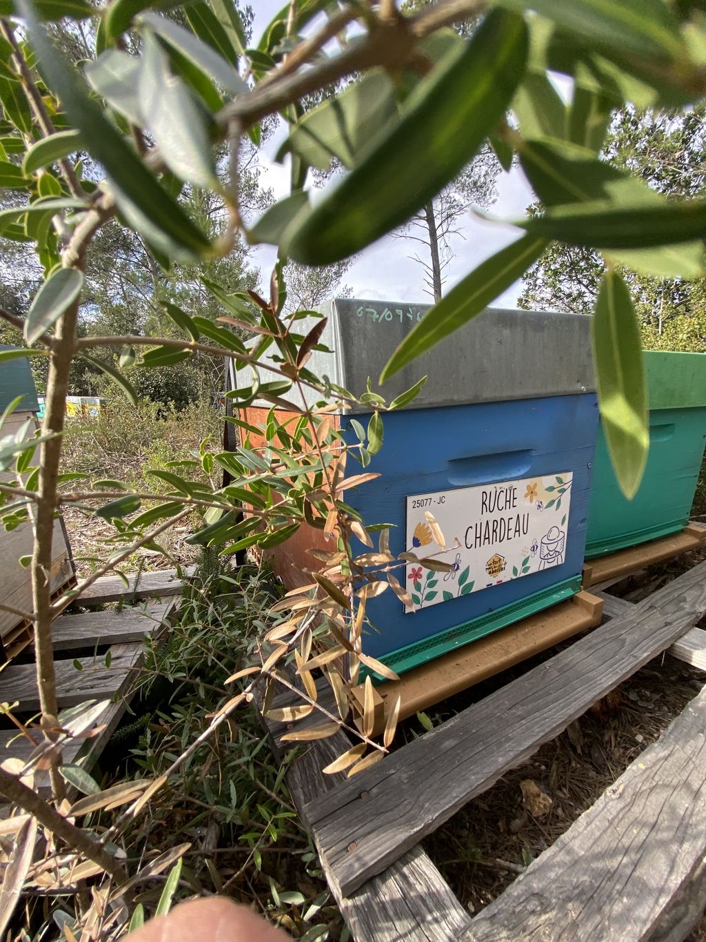 La ruche Chardeau
