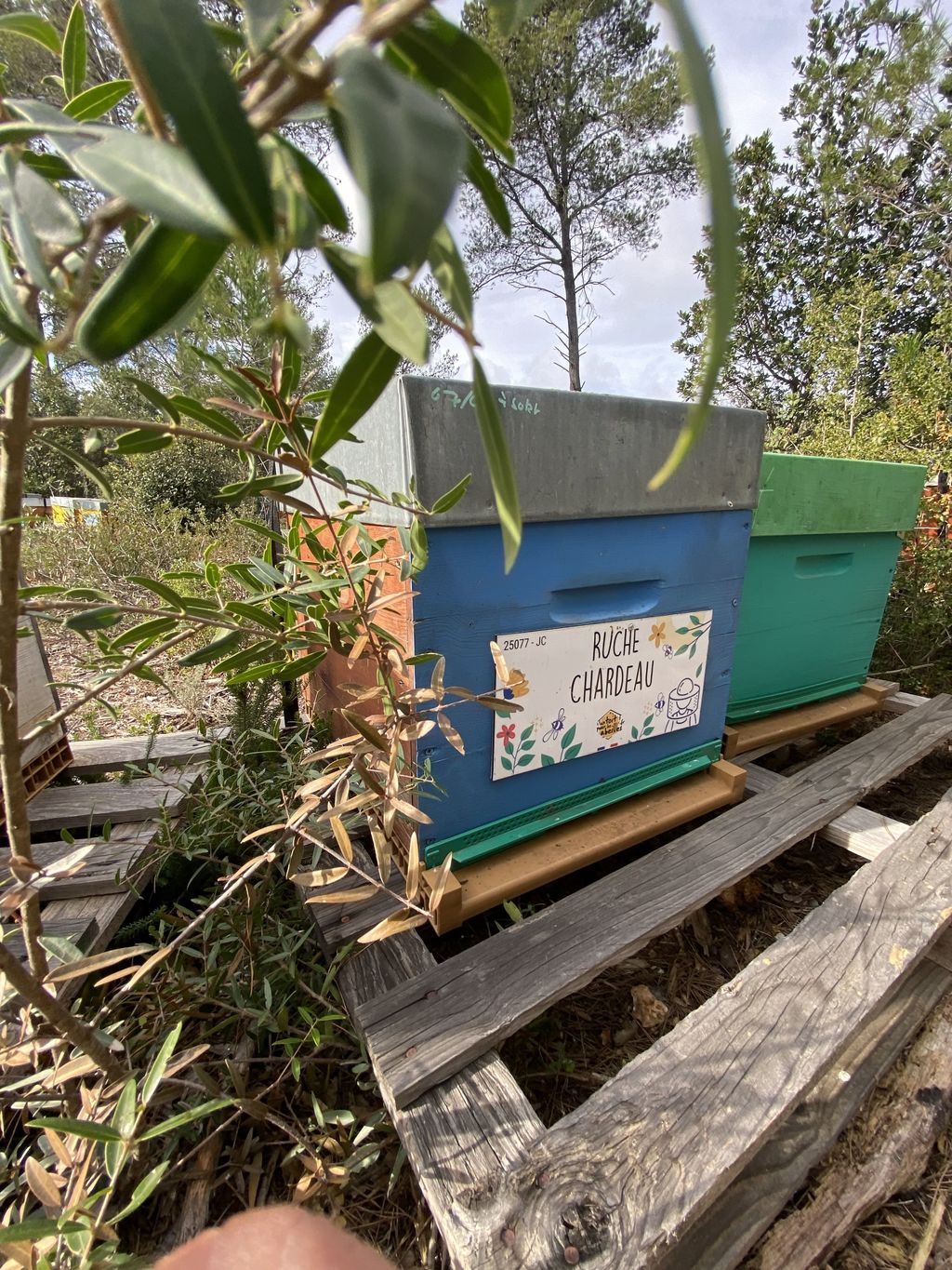 La ruche Chardeau