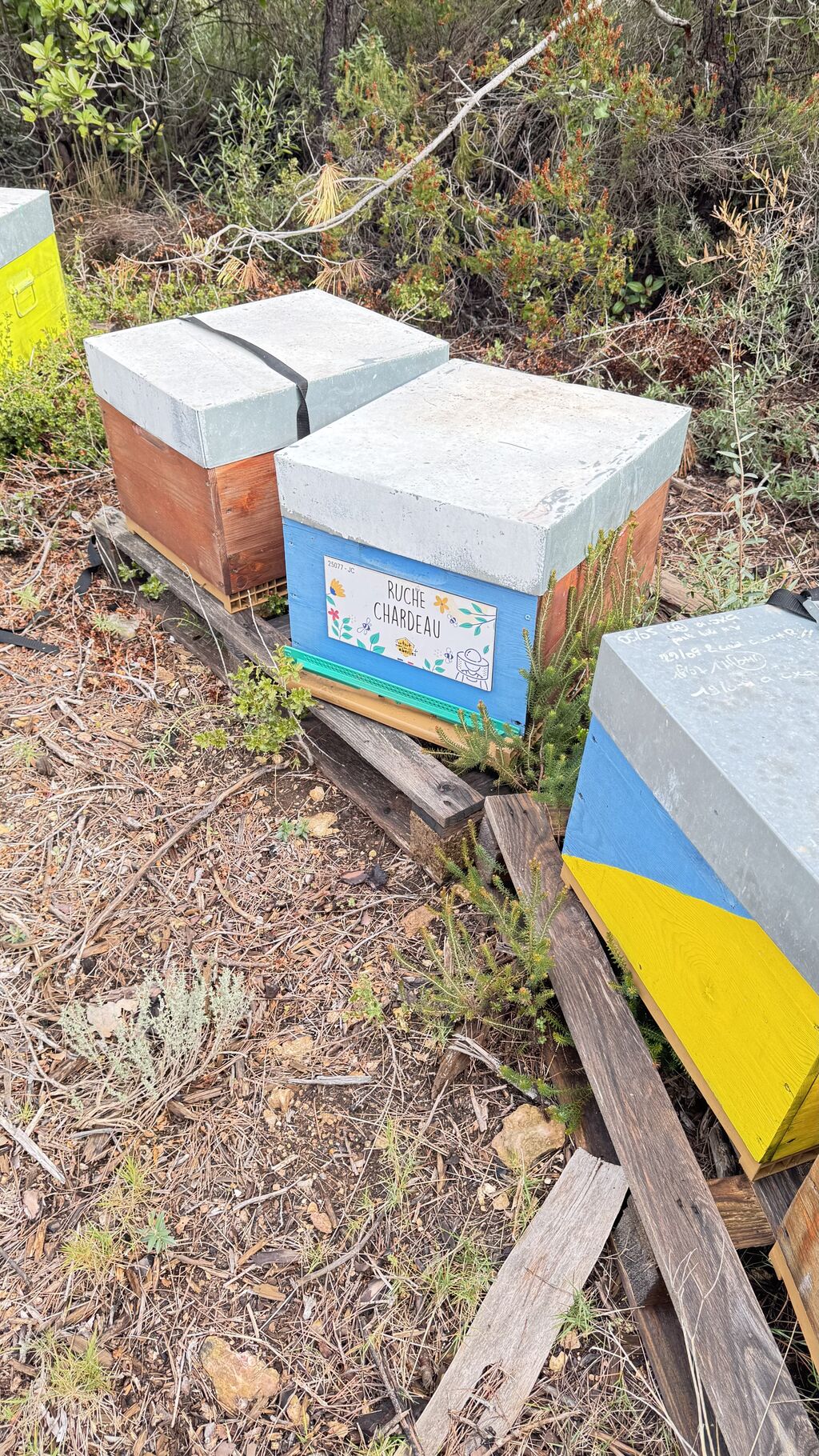 La ruche Chardeau