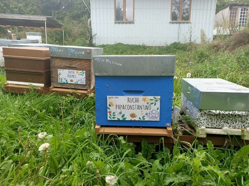 La ruche Papaconstantino