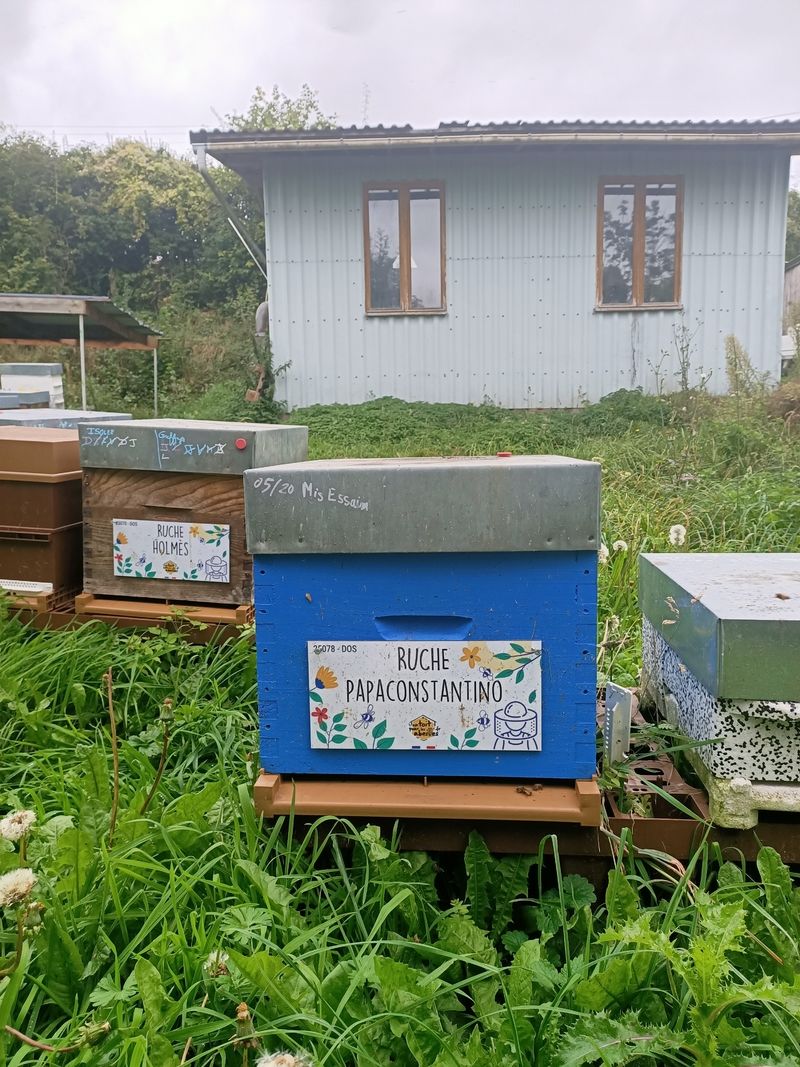 La ruche Papaconstantino