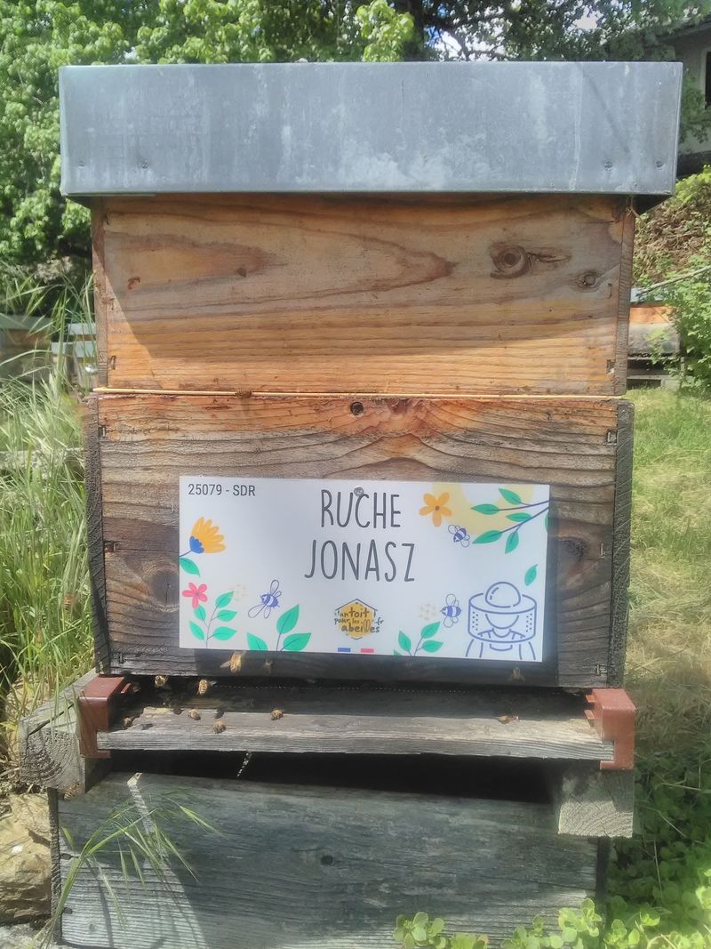 La ruche Jonasz