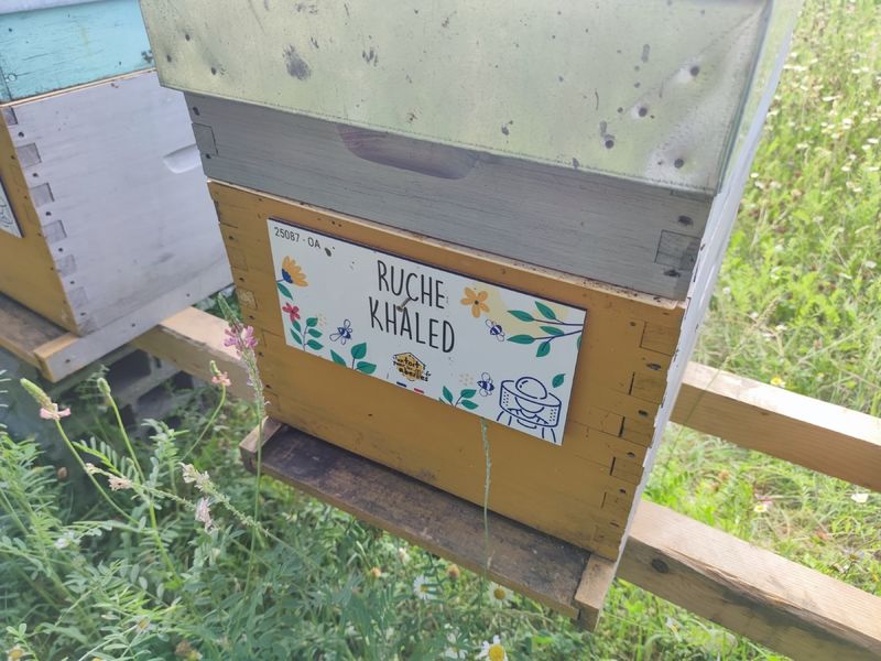 La ruche Khaled
