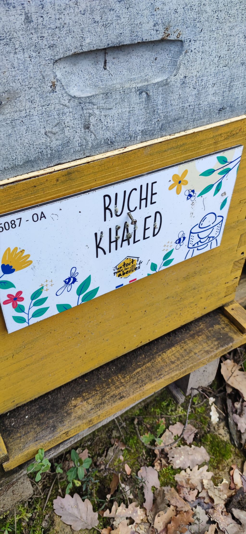 La ruche Khaled