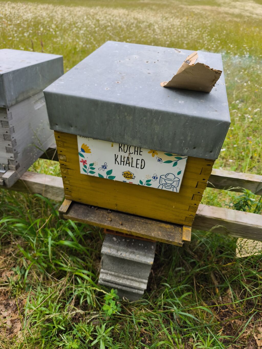 La ruche Khaled