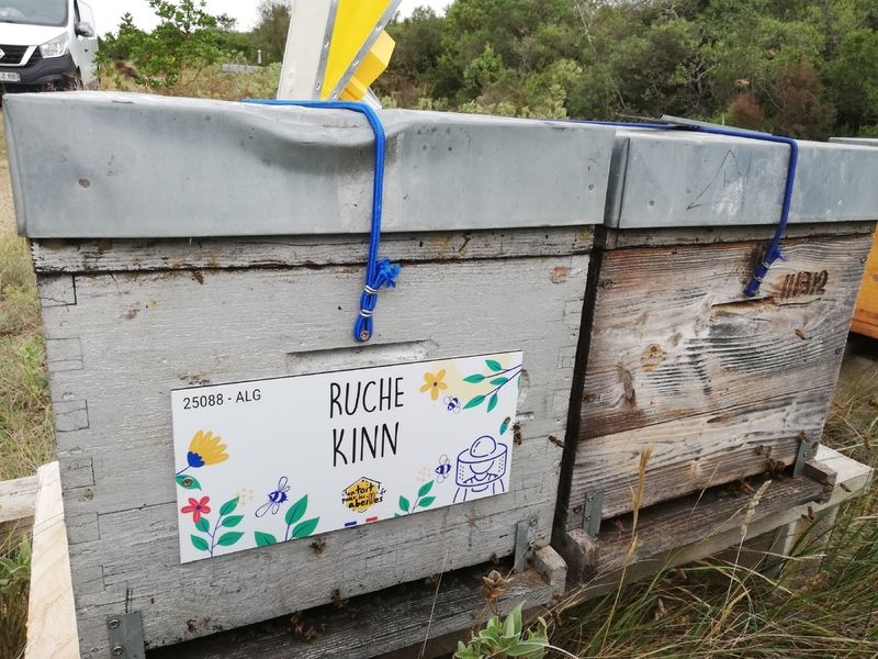 La ruche Kinn