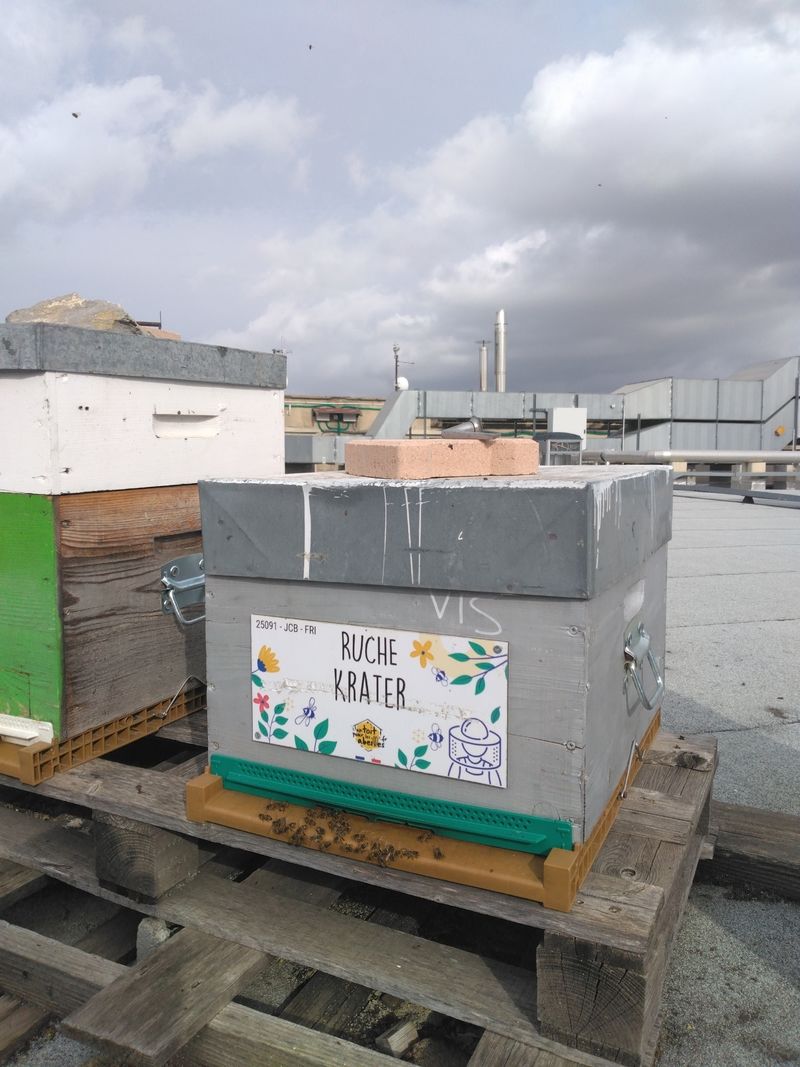 La ruche Krater