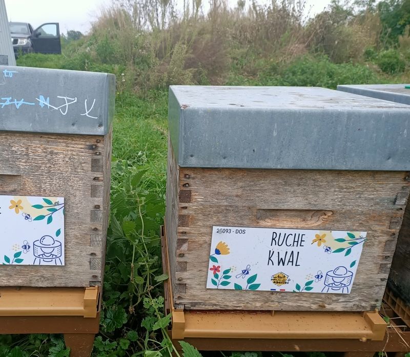 La ruche Kwal