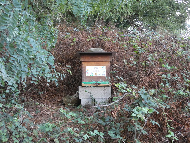 La ruche Lacouture