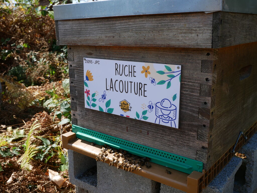 La ruche Lacouture