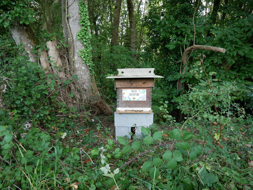 La ruche Lacouture