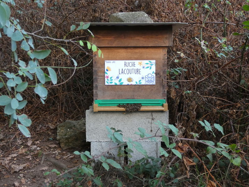 La ruche Lacouture