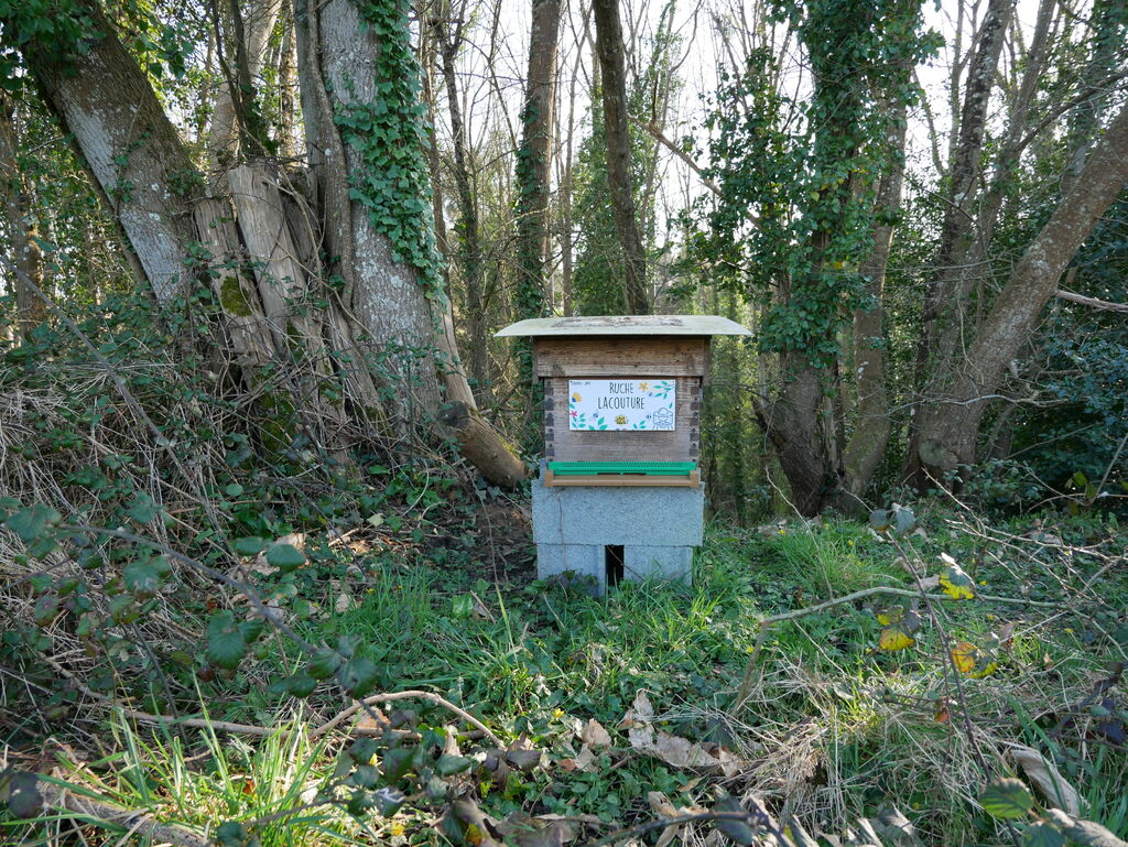 La ruche Lacouture