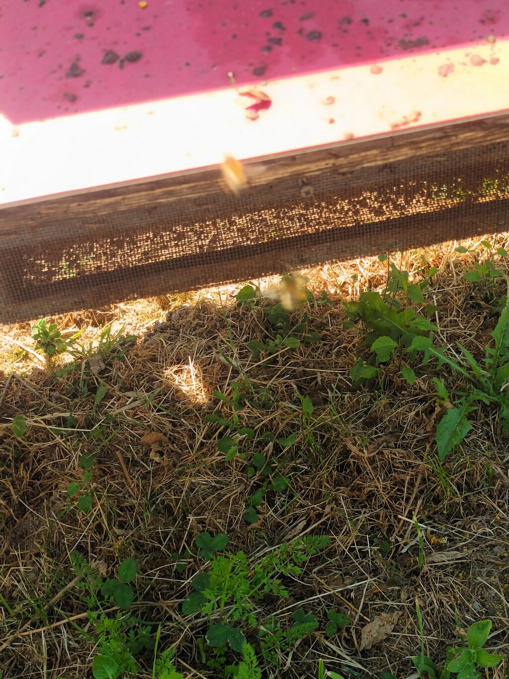 La ruche Lalanne