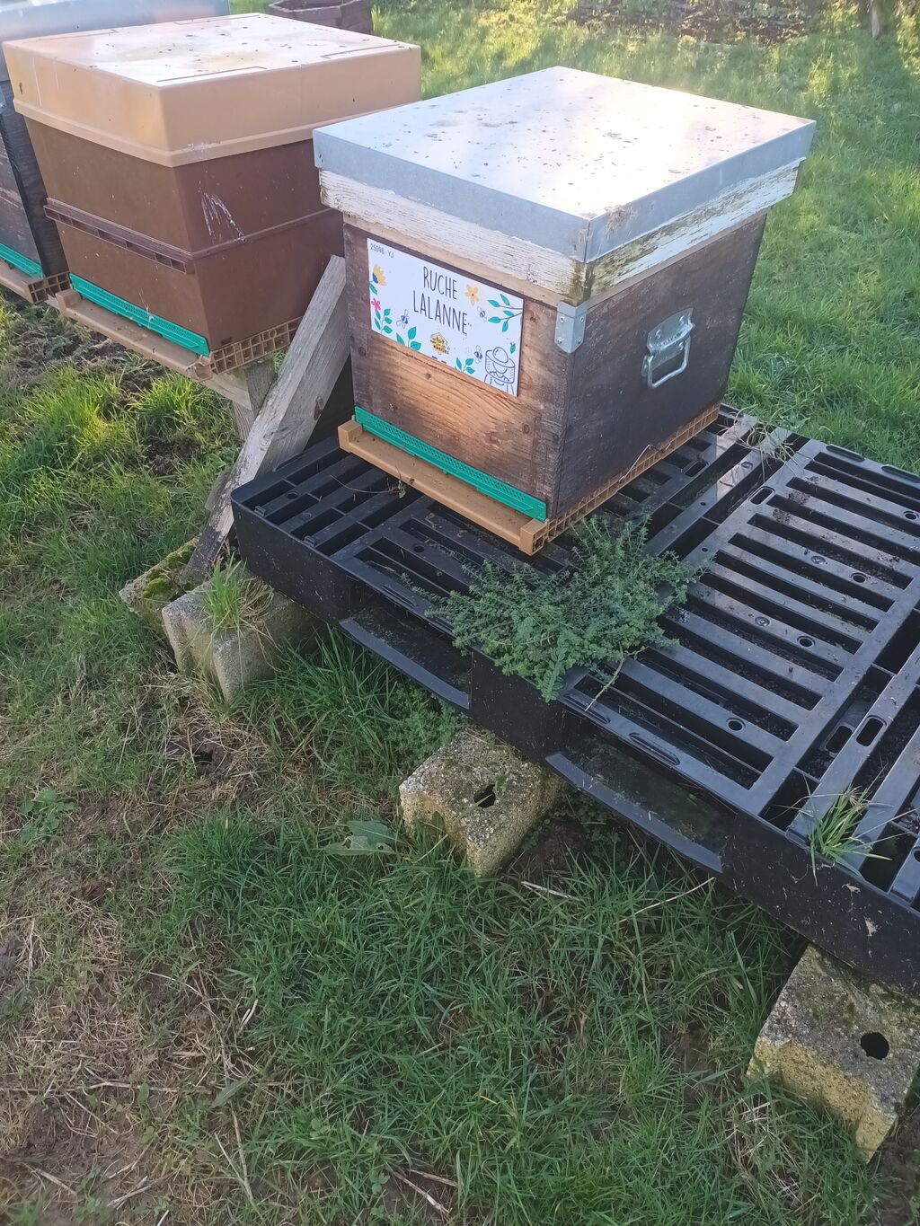La ruche Lalanne