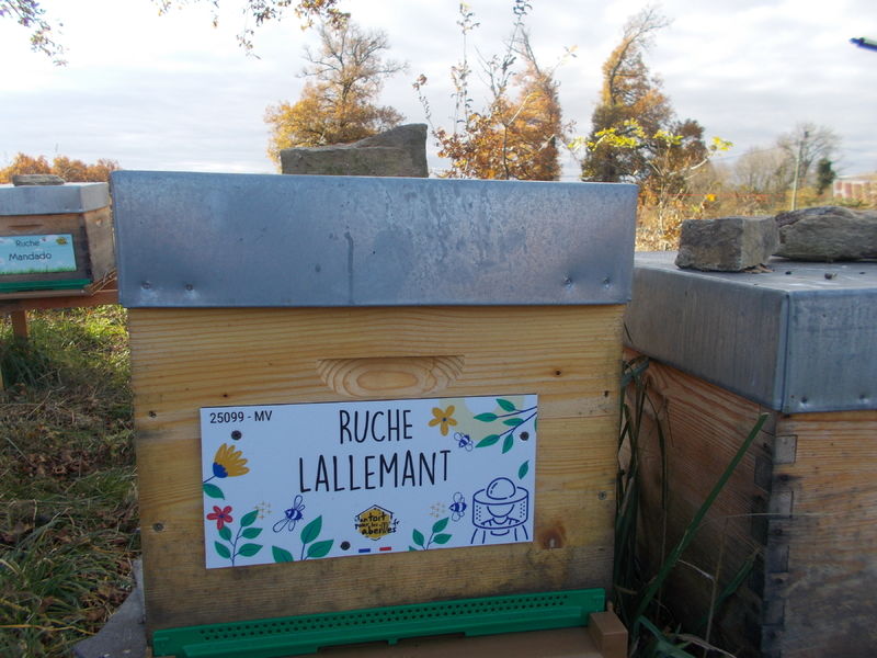 La ruche Lallemant