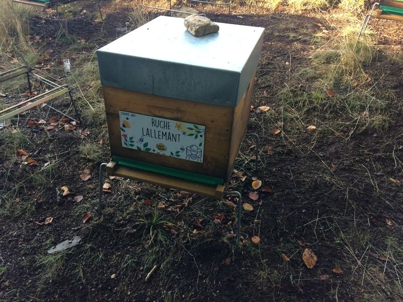 La ruche Lallemant