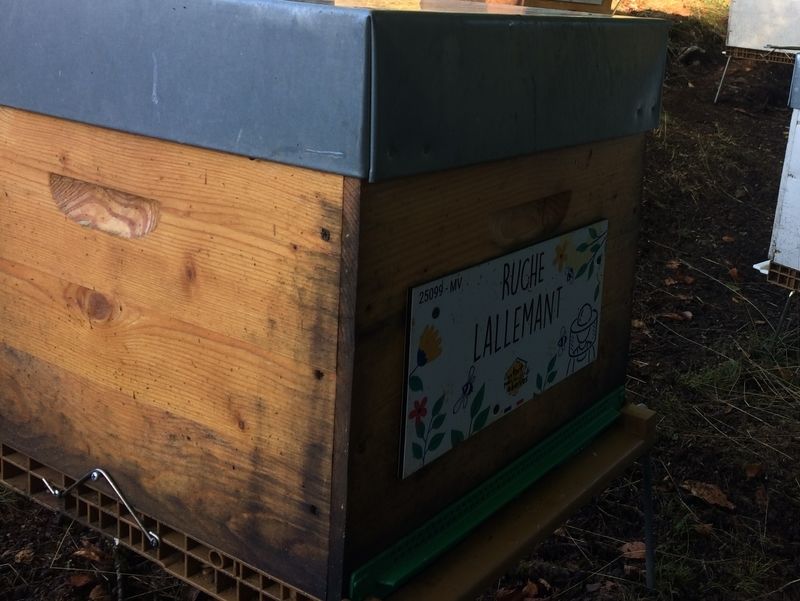 La ruche Lallemant