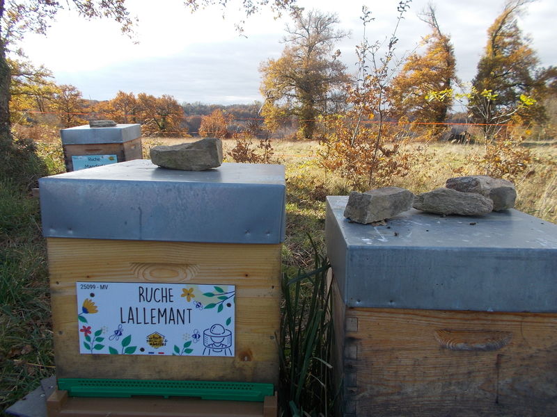 La ruche Lallemant
