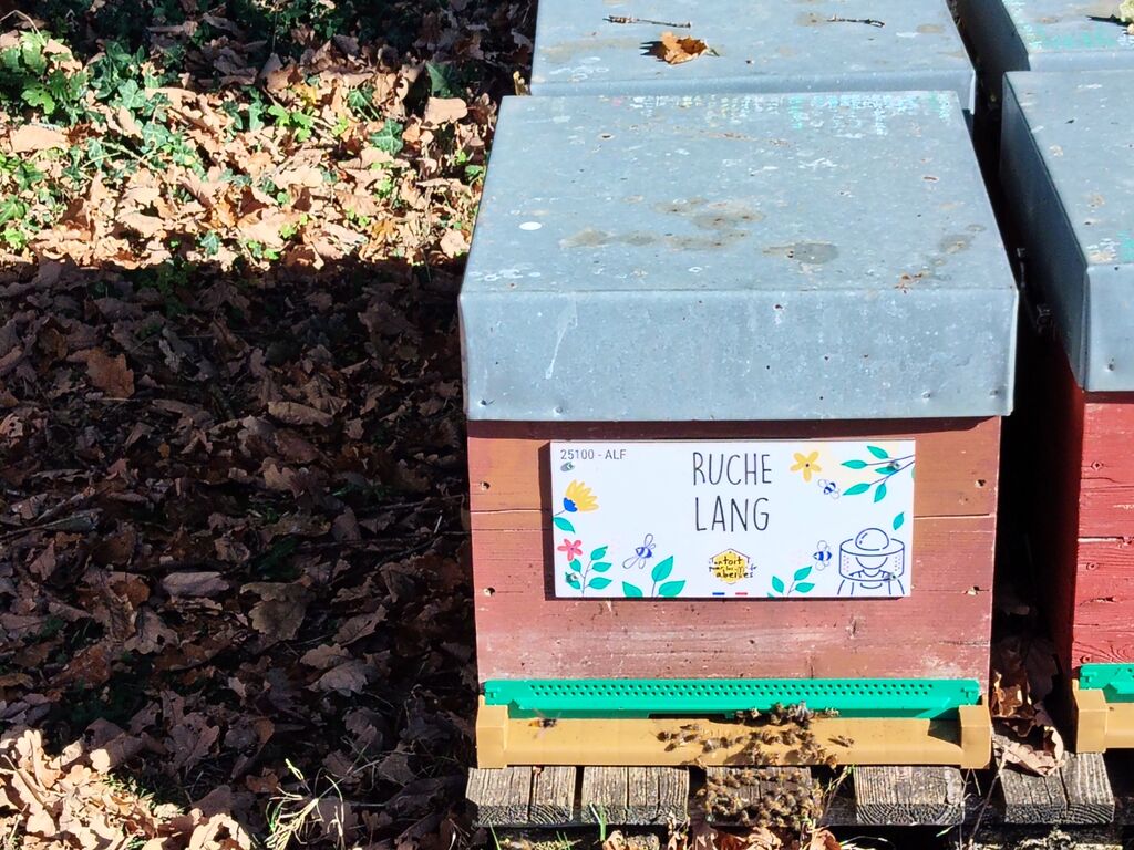 La ruche Lang