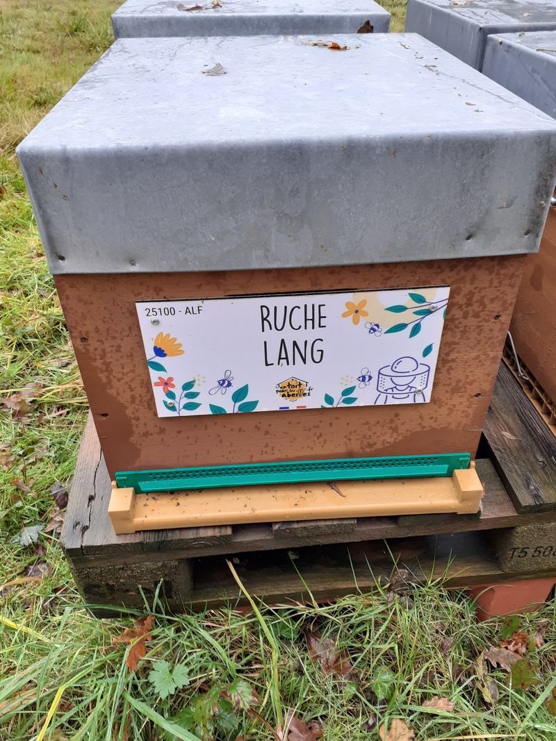 La ruche Lang