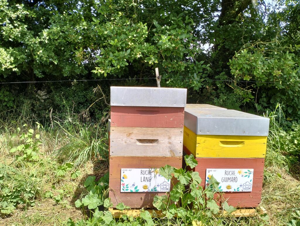 La ruche Lang