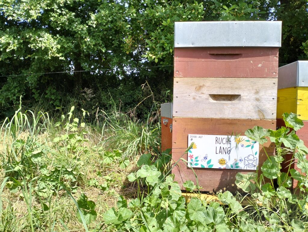 La ruche Lang