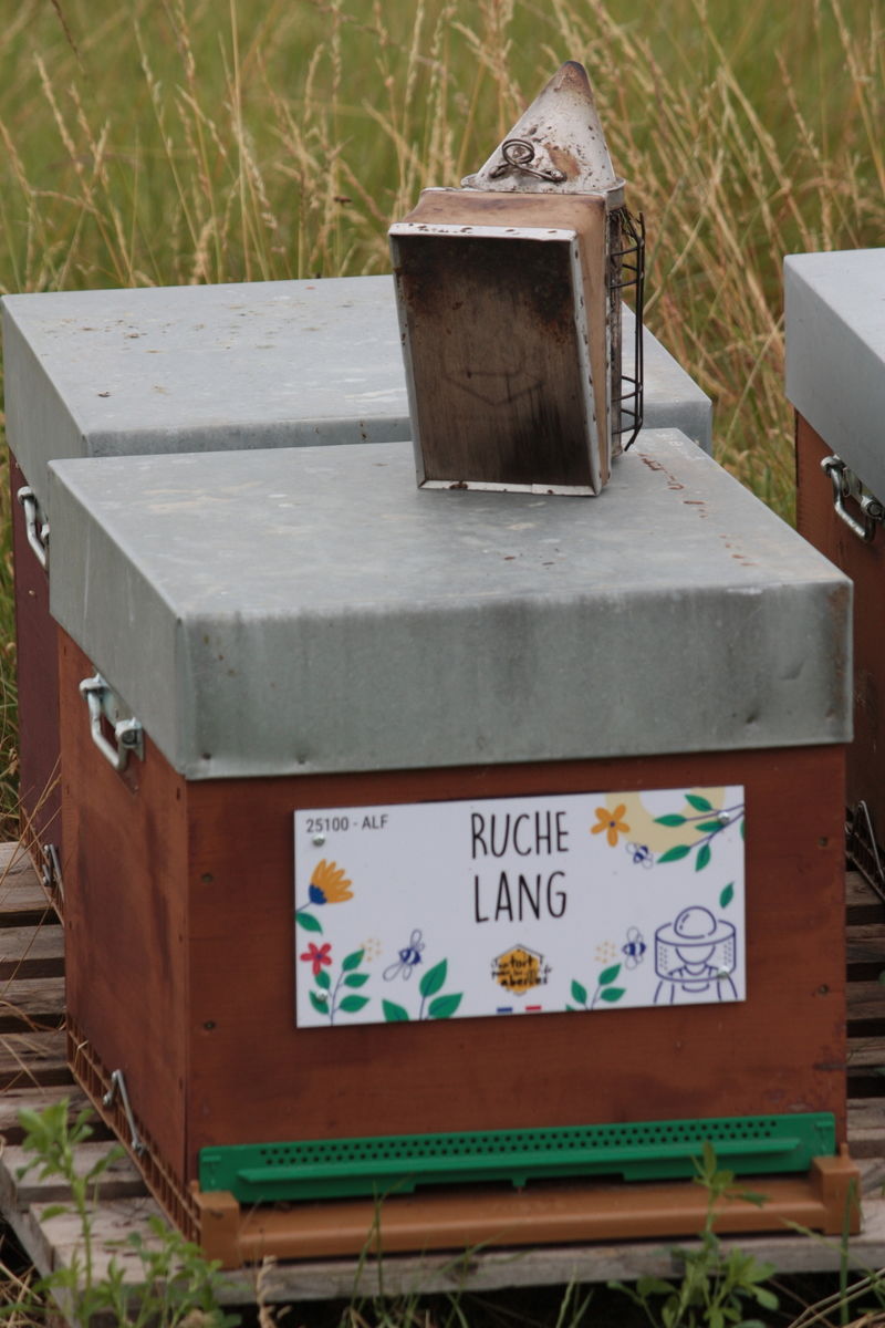 La ruche Lang