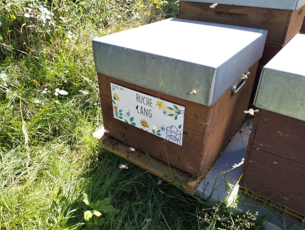 La ruche Lang